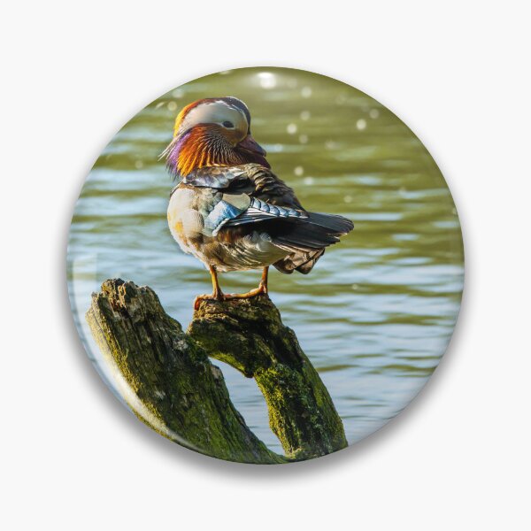 Item preview, Male Mandarin duck  designed and sold by Stephen Jarman.