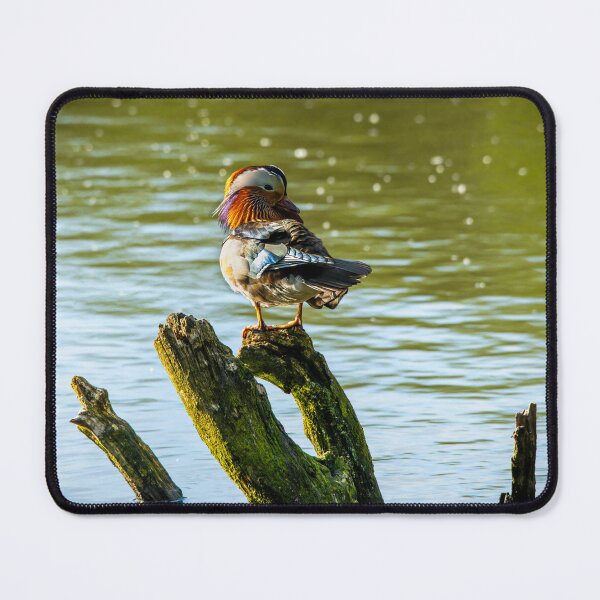 Item preview, Male Mandarin duck designed and sold by Stephen Jarman.