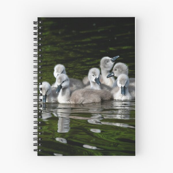 Item preview, Adorable mute swan cygnets huddled together designed and sold by Stephen Jarman.