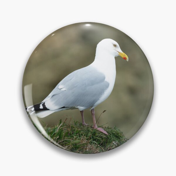 Item preview, Adult Herring gull (Larus argentatus) designed and sold by Stephen Jarman.