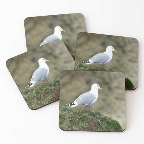 Item preview, Adult Herring gull (Larus argentatus) designed and sold by Stephen Jarman.