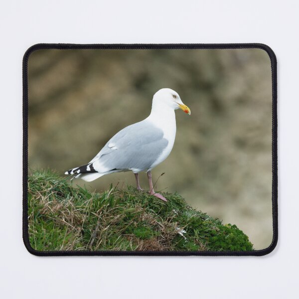 Item preview, Adult Herring gull (Larus argentatus) designed and sold by Stephen Jarman.