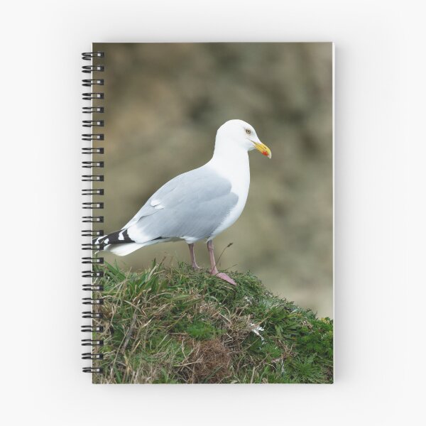 Item preview, Adult Herring gull (Larus argentatus) designed and sold by Stephen Jarman.