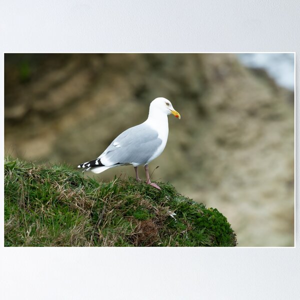 Item preview, Adult Herring gull (Larus argentatus) designed and sold by Stephen Jarman.