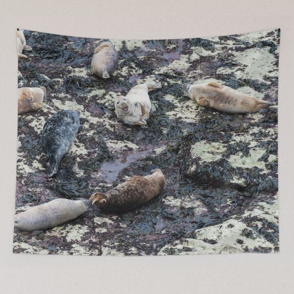 Item preview, Grey seals (Halichoerus grypus) laying on a beach designed and sold by Stephen Jarman.