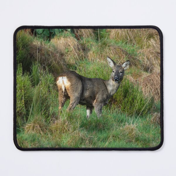 Item preview, Roe deer standing eating grass designed and sold by Stephen Jarman.