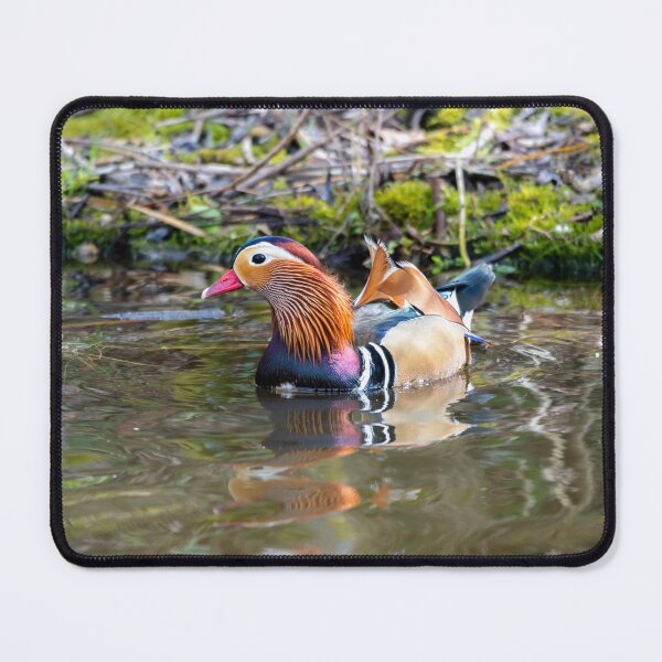 Item preview, Male Mandarin duck in pond designed and sold by Stephen Jarman.
