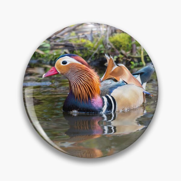 Item preview, Male Mandarin duck in pond designed and sold by Stephen Jarman.