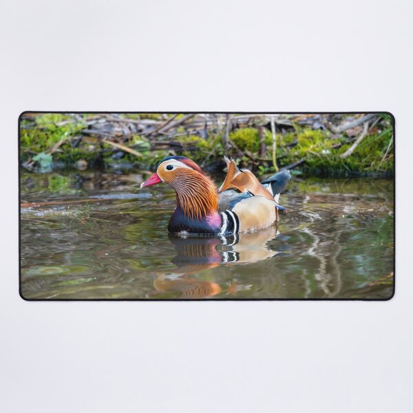 Item preview, Male Mandarin duck in pond designed and sold by Stephen Jarman.