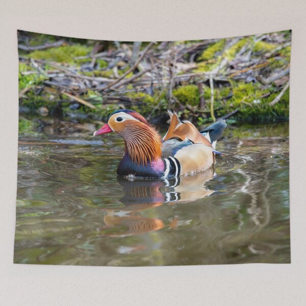 Item preview, Male Mandarin duck in pond designed and sold by Stephen Jarman.