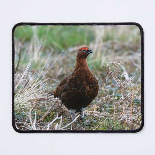 Item preview, Red grouse (Lagopus lagopus scotica) designed and sold by Stephen Jarman.