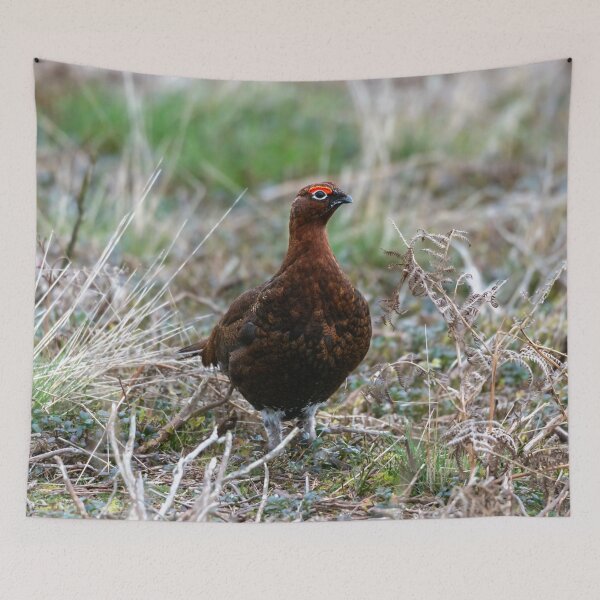 Item preview, Red grouse (Lagopus lagopus scotica) designed and sold by Stephen Jarman.