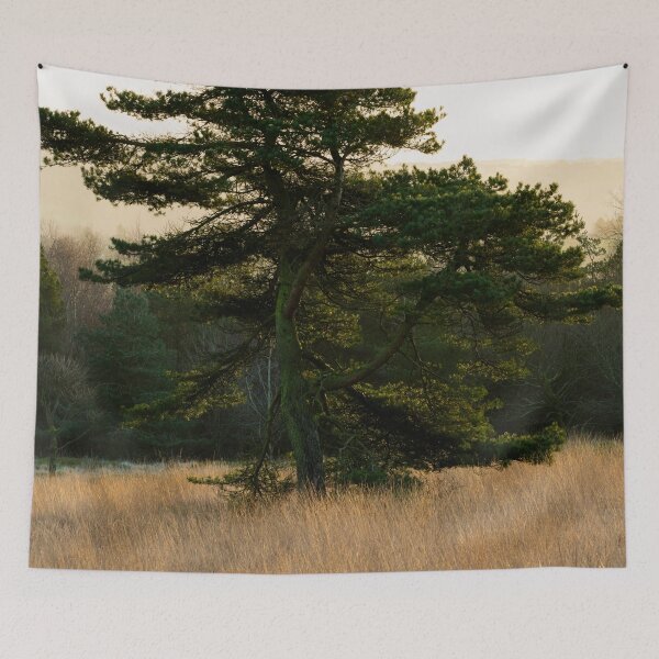 Item preview, Early morning pine designed and sold by Stephen Jarman.