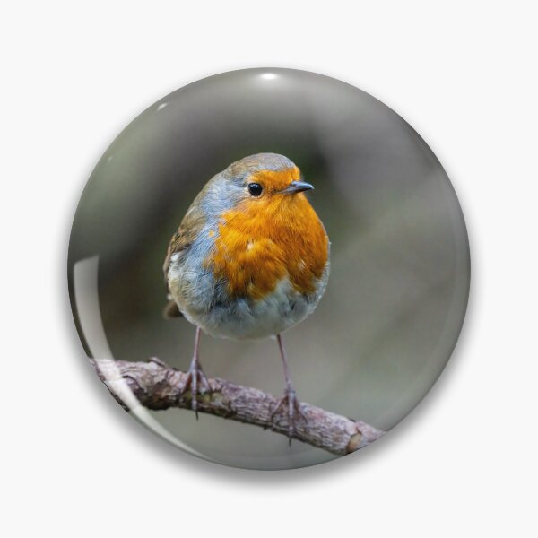 Item preview, Robin stops to be photographed designed and sold by Stephen Jarman.