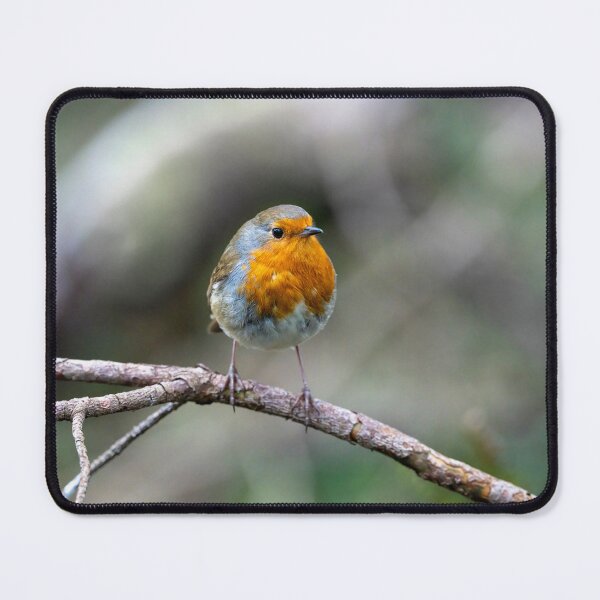 Item preview, Robin stops to be photographed designed and sold by Stephen Jarman.