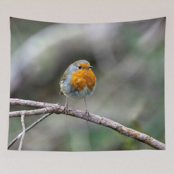 Item preview, Robin stops to be photographed designed and sold by Stephen Jarman.