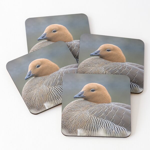 Item preview, Duck Resting designed and sold by heidipics.