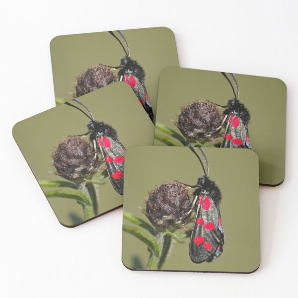 Item preview, Six Spot Burnet Moth designed and sold by heidipics.