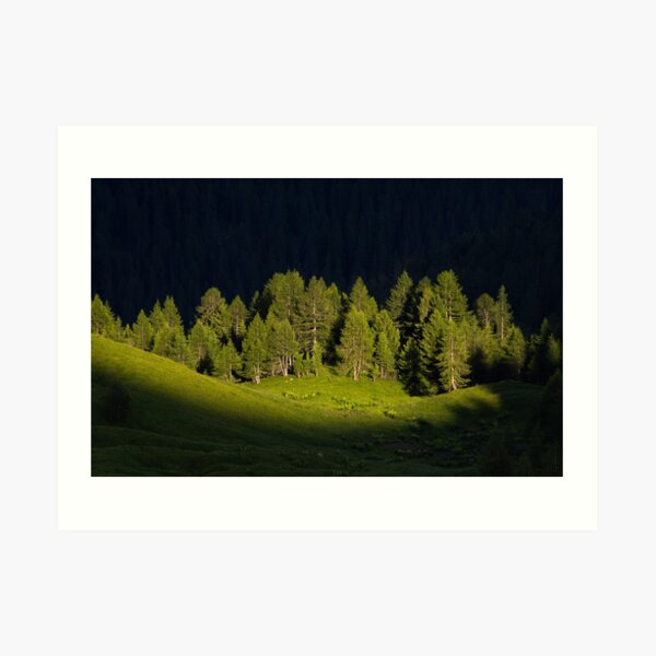 Bäume im Licht Kunstdruck