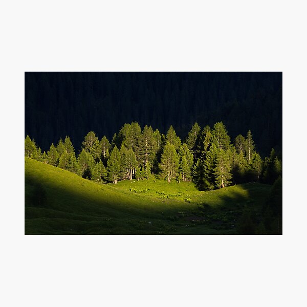Bäume im Licht Fotodruck