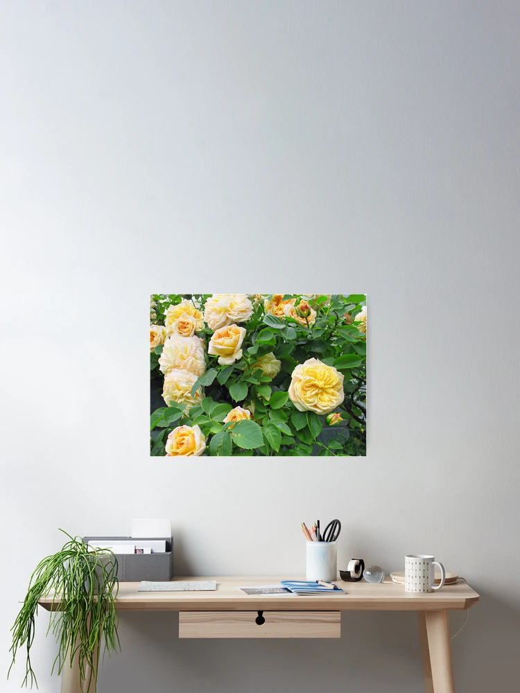 Thumbnail 2 of 3, Poster, Yellow Roses designed and sold by Katy Fryd.