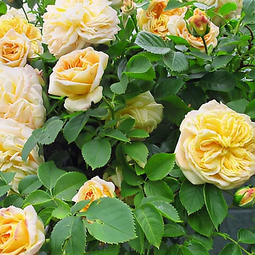 Artwork thumbnail, Yellow Roses by Katy Fryd