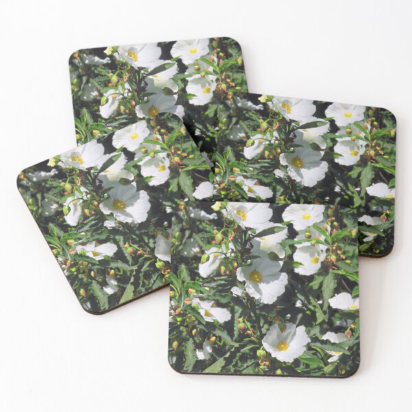 Item preview, Cistus × aguilarii 'Maculatus' designed and sold by Katy Fryd.