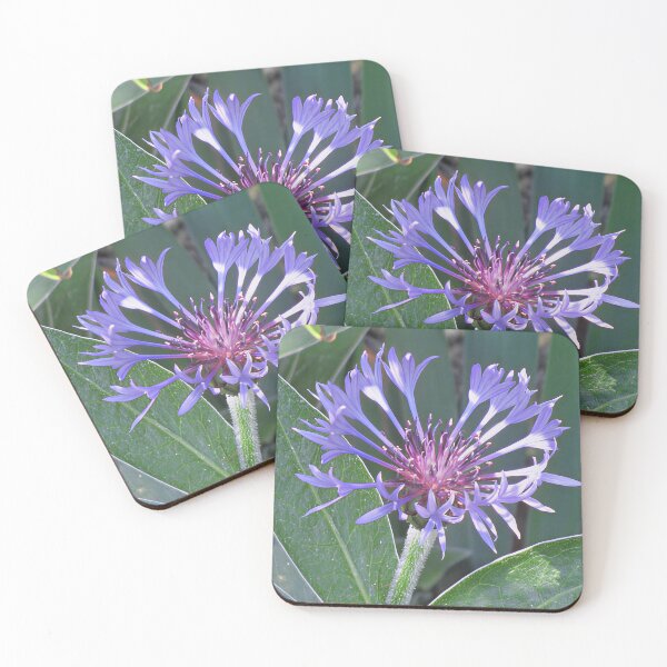 Item preview, Centaurea Montana Perennial Cornflower designed and sold by Katy Fryd.