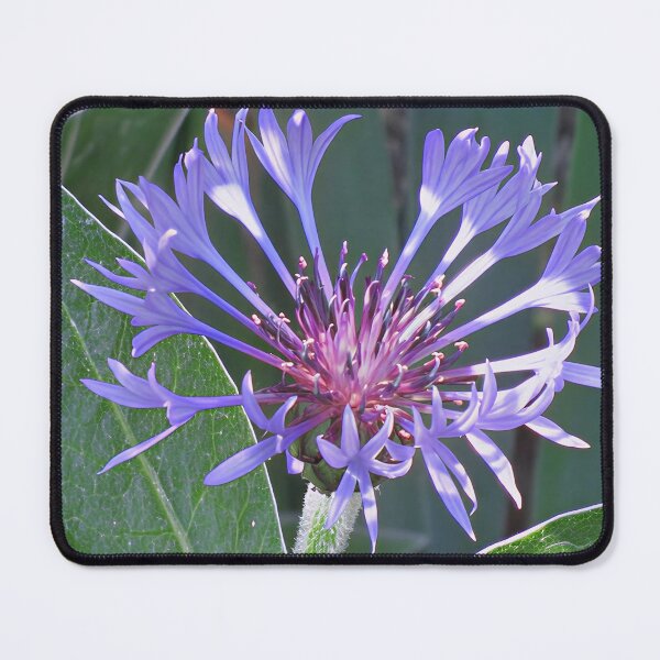 Item preview, Centaurea Montana Perennial Cornflower designed and sold by Katy Fryd.