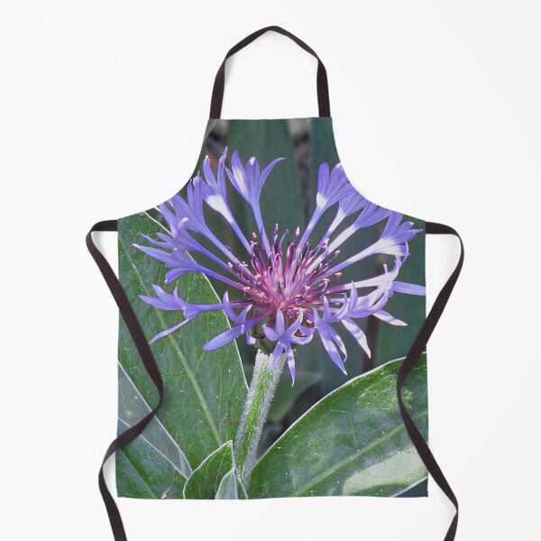 Item preview, Centaurea Montana Perennial Cornflower designed and sold by Katy Fryd.