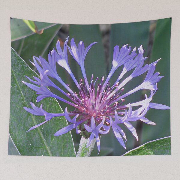 Item preview, Centaurea Montana Perennial Cornflower designed and sold by Katy Fryd.