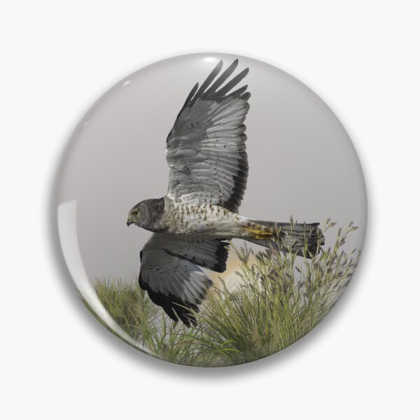Item preview, Hunting Northern Harrier Hawk designed and sold by Wild DeZigns .