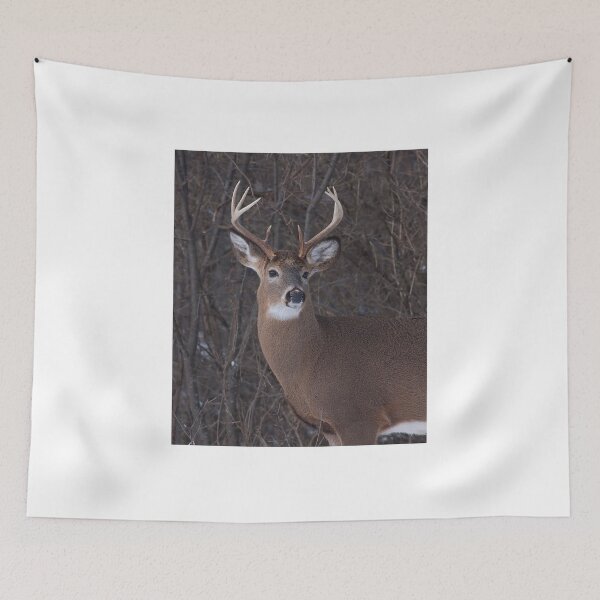 Item preview, Looking for love - White-tailed buck designed and sold by James Cumming.