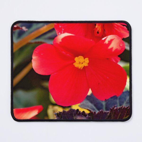 Item preview, Red Begonia designed and sold by AdrianJune.