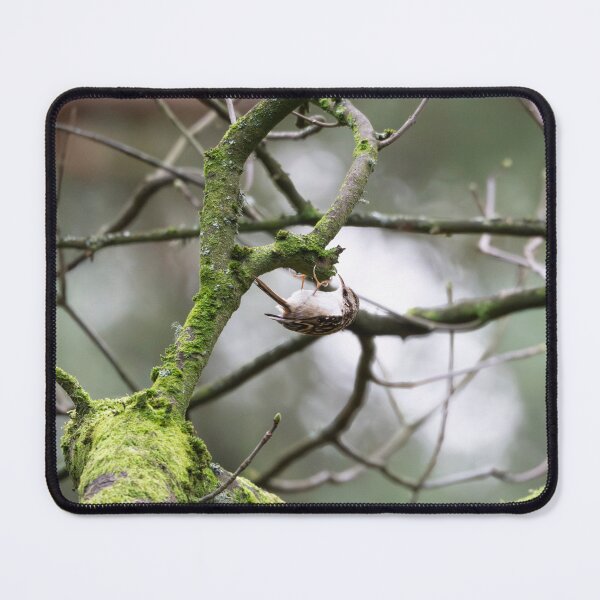 Item preview, Treecreeper hanging beneath a tree branch designed and sold by Stephen Jarman.
