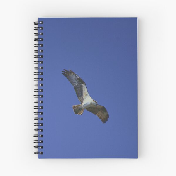 Item preview, Osprey Gliding Through Blue Sky designed and sold by MercerImages.