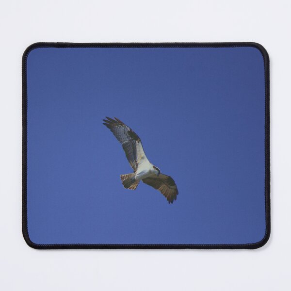Item preview, Osprey Gliding Through Blue Sky designed and sold by MercerImages.