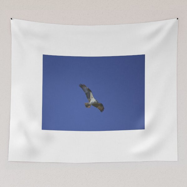 Item preview, Osprey Gliding Through Blue Sky designed and sold by MercerImages.