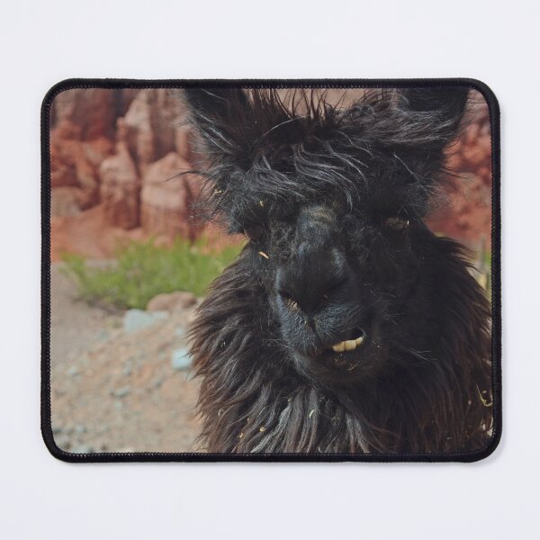 Item preview, Black Llama in Northern Argentina - South America Wildlife designed and sold by CarolinaReina.