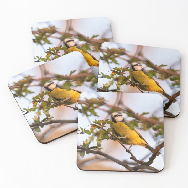 Item preview, Eurasian Blue tit (Cyanistes caeruleus) standing in a tree designed and sold by Stephen Jarman.