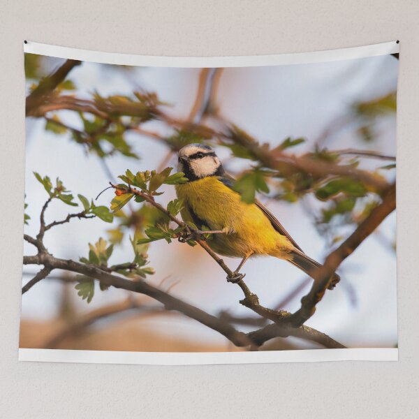 Item preview, Eurasian Blue tit (Cyanistes caeruleus) standing in a tree designed and sold by Stephen Jarman.