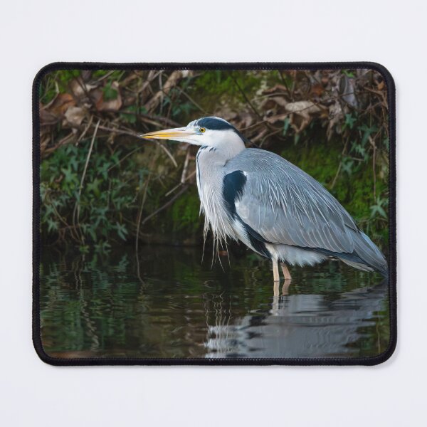 Item preview, Grey Heron (Ardea cinerea) standing in water designed and sold by Stephen Jarman.