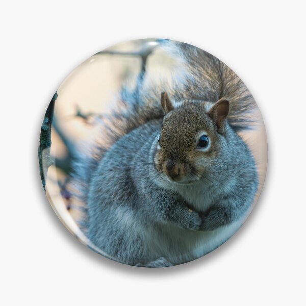 Item preview, Eastern grey squirrel (Sciurus carolinensis) designed and sold by Stephen Jarman.