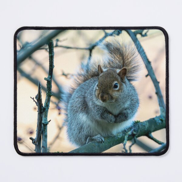 Item preview, Eastern grey squirrel (Sciurus carolinensis) designed and sold by Stephen Jarman.