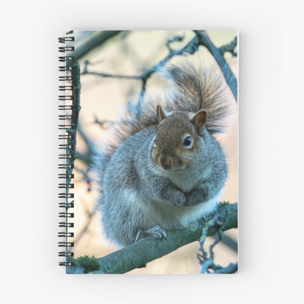 Item preview, Eastern grey squirrel (Sciurus carolinensis) designed and sold by Stephen Jarman.