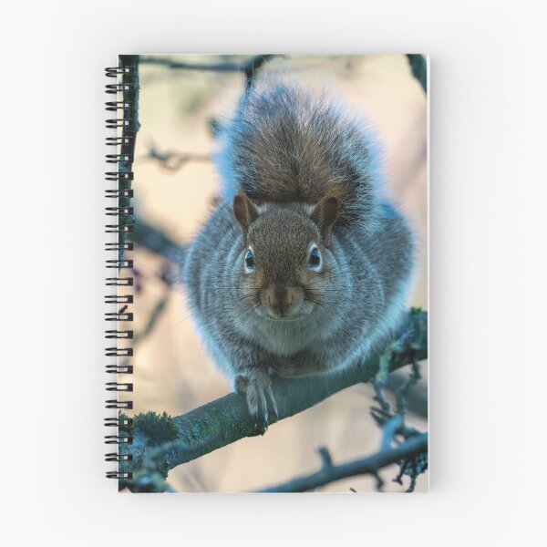 Item preview, Eastern grey squirrel (Sciurus carolinensis) designed and sold by Stephen Jarman.