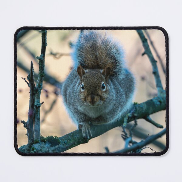 Item preview, Eastern grey squirrel (Sciurus carolinensis) designed and sold by Stephen Jarman.