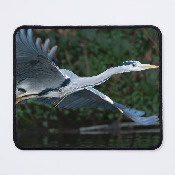 Item preview, Grey Heron (Ardea cinerea) flying away designed and sold by Stephen Jarman.