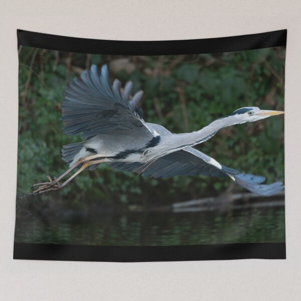 Item preview, Grey Heron (Ardea cinerea) flying away  designed and sold by Stephen Jarman.