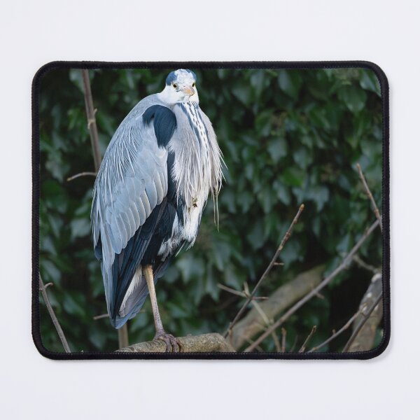 Item preview, Grey Heron (Ardea cinerea) standing on a branch designed and sold by Stephen Jarman.